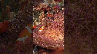 Underwater 5 #coral #coralreef #sea #ocean #viral #aquarium #shorts #samsung #clownfish #fish