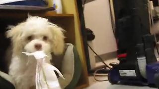 "Dog Caught Tearing Up Paper Pounces on Camera"