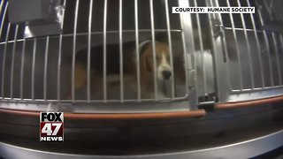 Rescued beagles adoptable in a few weeks