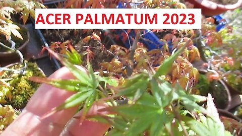 ACER PALMATUM Y SEIGEN DE XAPI EN TRIBUBONSAI 2023