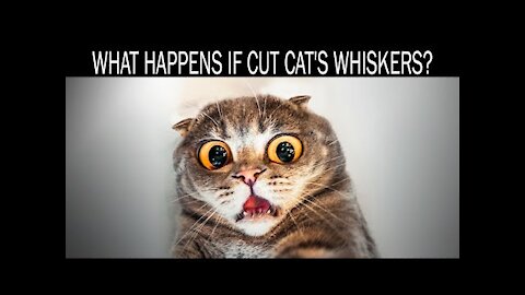 What happens if cut cat's whiskers!!!!!!!!!!!!!!!!!!!!