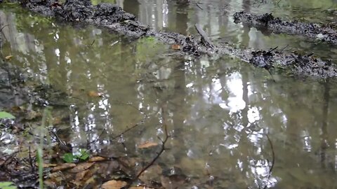 Rain Forest Trees Nature Green Drops Wet Puddle 😊 White Noise for Sleeping, Relaxing, Study