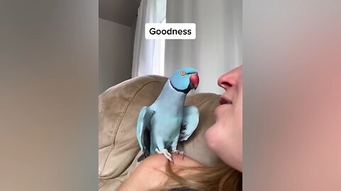 The bird is kissing its owner