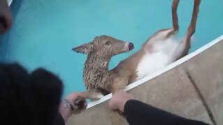 Police Officer saves deer from frozen pool