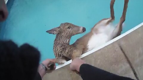 Police Officer saves deer from frozen pool