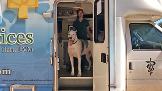 Friendly Great Dane Refuses To Leave The Vet