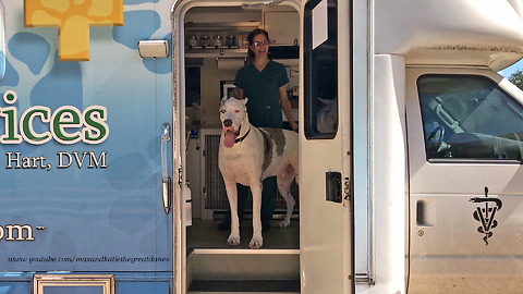 Friendly Great Dane Refuses To Leave The Vet