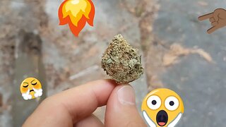 Candy Glue Bong Rips: Cannabis Strain reviews