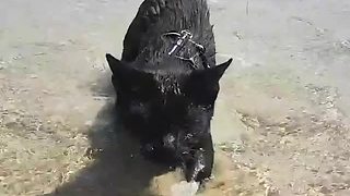 This Cat Actually Likes Walking In Water