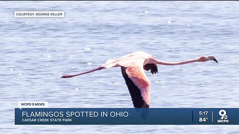 Flamingos spotted in Ohio after Hurricane Idalia