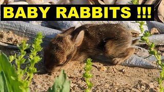 Baby Rabbits in Yard! - (Cute Wild Baby Rabbits)