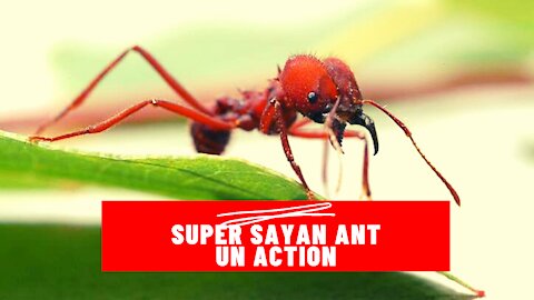 Ant Power