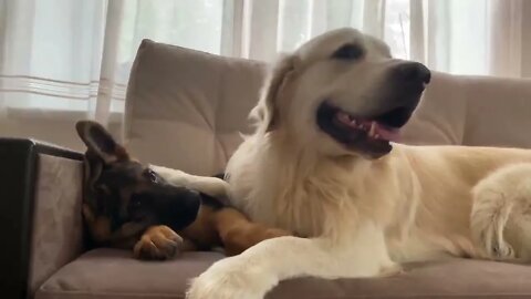 How the Golden Retriever and the German Shepherd Became Best Friends [Compilation]-11