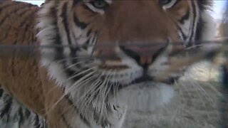 39 tigers from Netflix series 'Tiger King' are now living in a Colorado animal sanctuary
