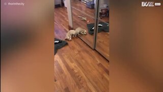 Bebé dachshund pensa que o seu reflexo é outro cão