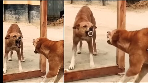 Mirror Prank On Street Dogs 🐕 Funny Video Dogs #Dogs