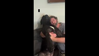 Dad gets revenge on clingy Great Dane