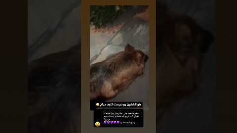 خاطره تیدا خانم سگ تربیت شده باهوش تیدا و شیلا تیدا خانم سگ باهوش تربیت آموزش ژرمن سگ تیدا سگ و شیلا