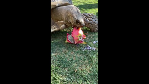 Herbert and the dragonfruit