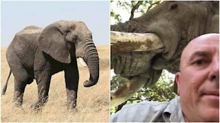 Incredibile incontro con un elefante in un safari africano