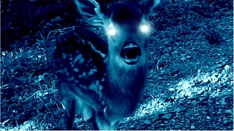Creepy story about baby deer will send shivers down your spine!