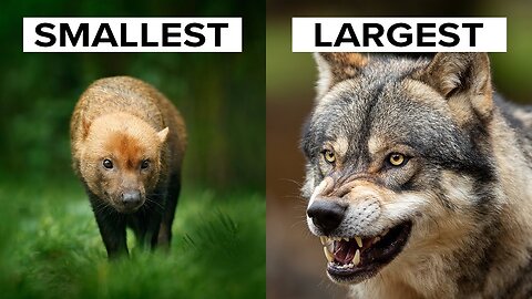 All 15 Species of Wild Dog (Wolves, Jackals & Dogs)