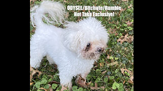 Rumble/Odysee/Bitchute Exclusive Hot Take: Nov 12th 2022 News Blast!