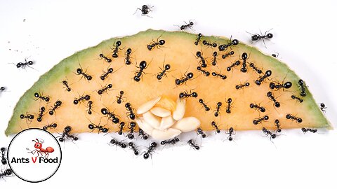 Ant Colony vs Cantaloupe Time Lapse 4k
