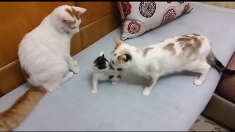 Momma cat comes to the rescue when daddy is playin