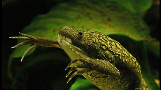 5 Fun Facts About The African Clawed Frog