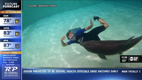 Baby dolphin rescued off Clearwater Beach cannot return to the wild