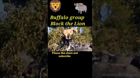 Buffalo group Block to lion for attacking #shorts #youtubeshorts