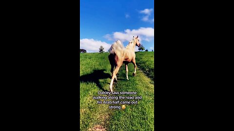 horse trending video funny horse | 🐴🐴 |