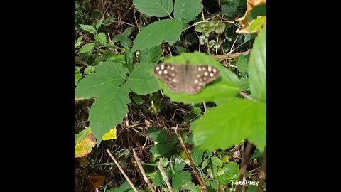 Speckled wood butterfly