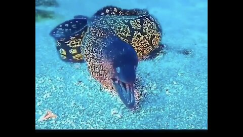 Wondrous Mediterranean Moray Eel comes out underwater