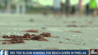 Red tide bloom warning for beach-goers in Pinellas
