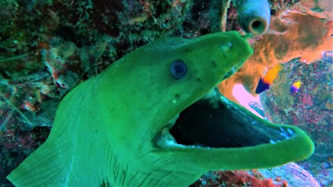 Moray eels' most impressive teeth are ones you don't see
