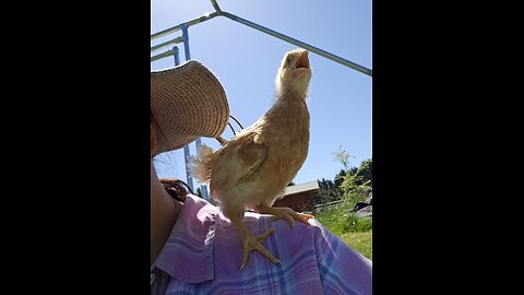 I am Queen of the shoulder! Exclaimed Fuzz Nugget