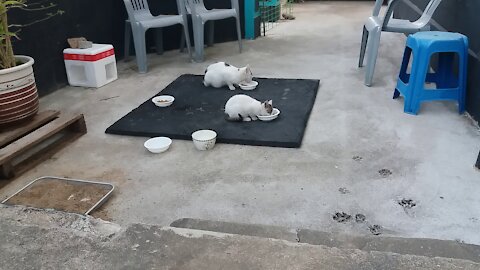 Baby cats are happy(63day old cat - part4)