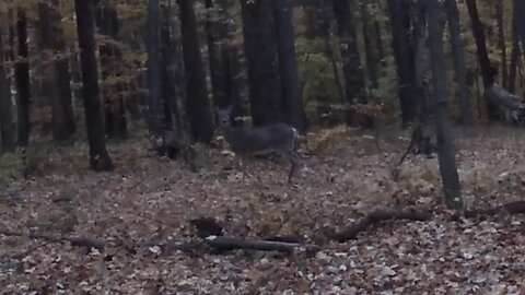 2022 Hunting Vlog 1. First Deer Sightings of the Year.