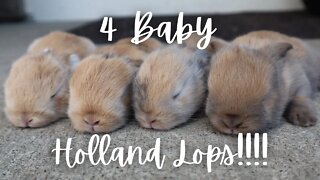 4 More Baby Holland Lops!!!!