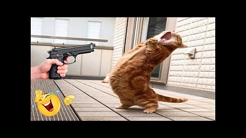 Funny cat Animals Video Funniest Cats-Dogs Competition #2023