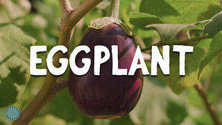 How to Grow ~ Eggplant (Solanum melongena)