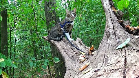 Curious Cat Climbs on the Root of a Fallen Tree
