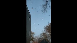 Huge swarm of buzzards