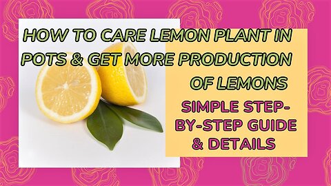 How To Grow Lemon Plant 🍋| Lemon Plant | How To Increase Lemon Production
