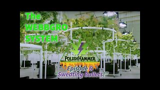 WebbGro System Ep.6 "Sweating Bullets!" 🕸🌲👽🔨 #WEBBGRO #NORTHGENETICS #MAC1 #SPIDERFARMER #420 DAY19