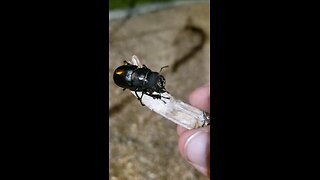Freedom Beetle