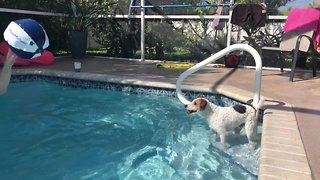 Pup loves pool beach ball game with owner