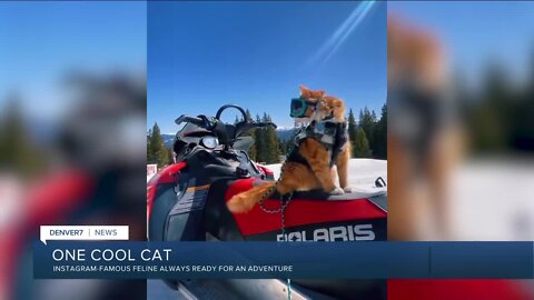 This Colorado rescue cat loves to ski, hike and even paddleboard